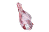 Pistola hindquarter</p>
<p>