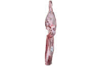 Pistola hindquarter</p>
<p>